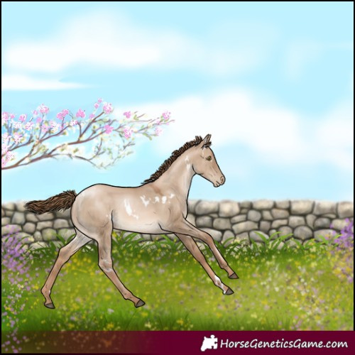 Horse Color:White Spotted Liver Red Dun Pearl 