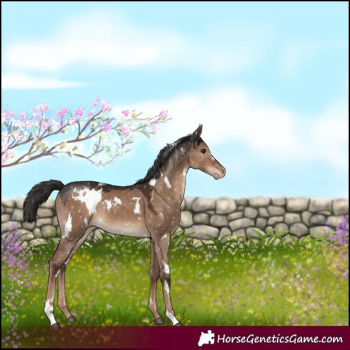 Horse Color:White Spotted Liver Red Dun Appaloosa 