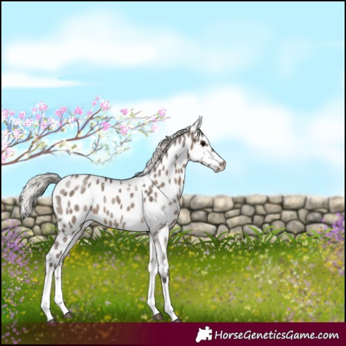 Horse Color:White Spotted Silver Grullo Tobiano Appaloosa 