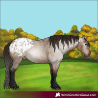 Horse Color:Gray Bay Roan Dun Appaloosa 