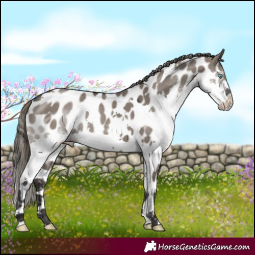 Horse Color:White Spotted Smoky Grullo Splash Tobiano Near Leopard 