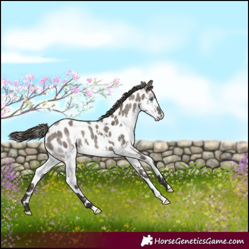 Horse Color:White Spotted Smoky Grullo Splash Tobiano Appaloosa 