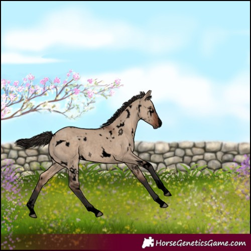 Horse Color:Void White Spotted Liver Red Dun Rabicano 