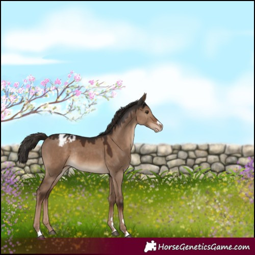 Horse Color:Liver Red Dun Appaloosa Rabicano 