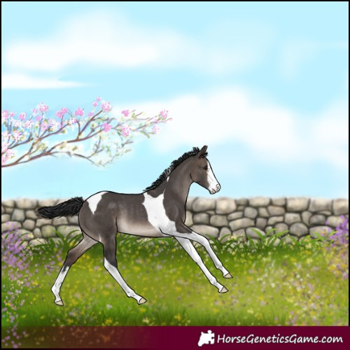 Horse Color:White Spotted Brown Dun Tobiano Rabicano 