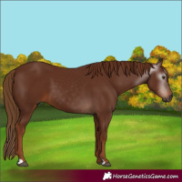Horse Color:Gray Chestnut 