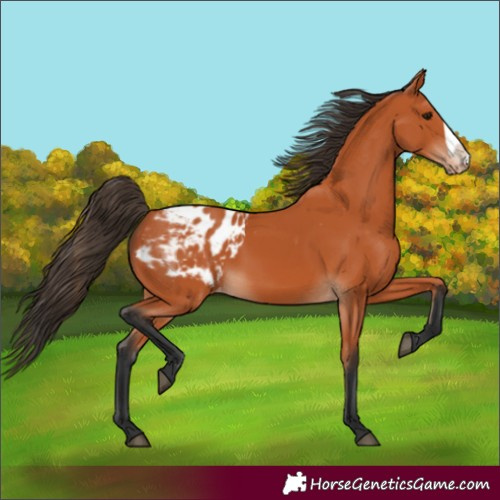 Horse Color:Bay Frame Appaloosa 