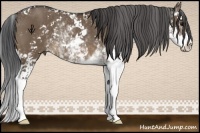 Horse Color:Brown Dun Sabino Rabicano