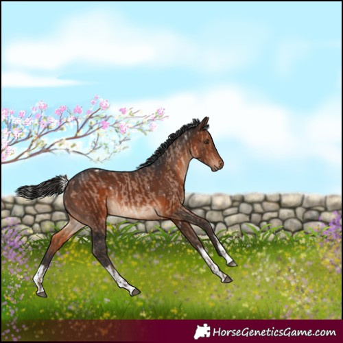 Horse Color:White Spotted Silver Brown Dun  and White Spotted Brown Rabicano 