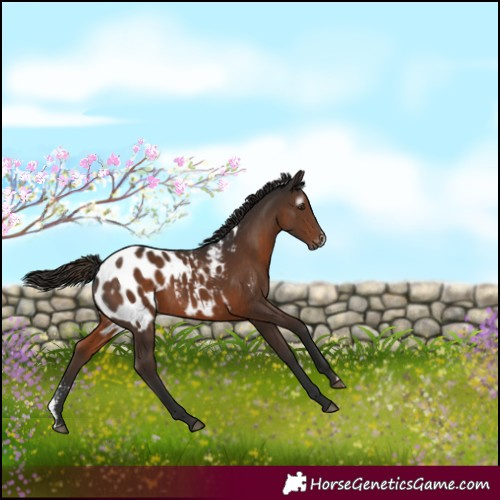 Horse Color:Gray Liver Chestnut Sabino Appaloosa 