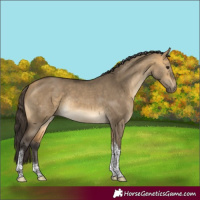 Horse Color:Buckskin Dun Tobiano Rabicano