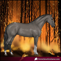 Horse Color:Grullo Tobiano Rabicano