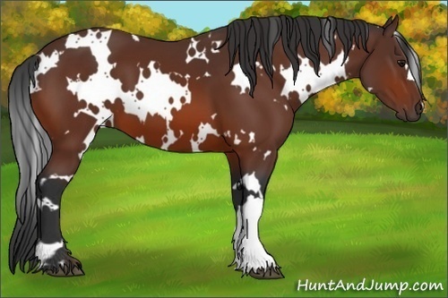 Horse Color:White Spotted Bay 