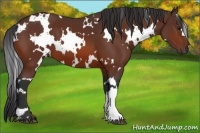 Horse Color:White Spotted Bay 