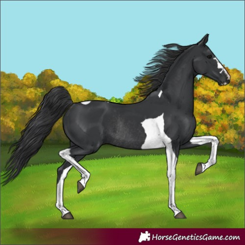 Horse Color:Black Tobiano Rabicano 
