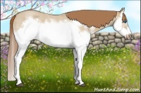 Horse Color:Red Dun Roan Splash Frame Rabicano 