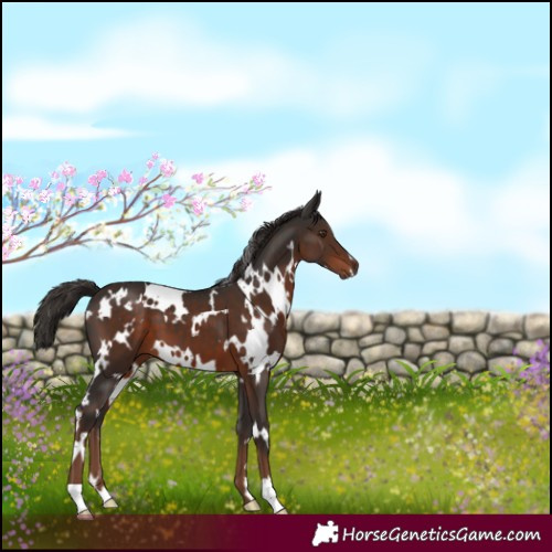 Horse Color:White Spotted Liver Chestnut 