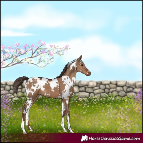 Horse Color:White Spotted Liver Red Dun 