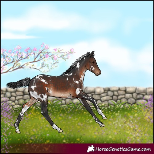 Horse Color:White Spotted Brown 