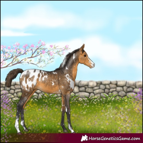 Horse Color:White Spotted Buckskin Sabino Blanket 