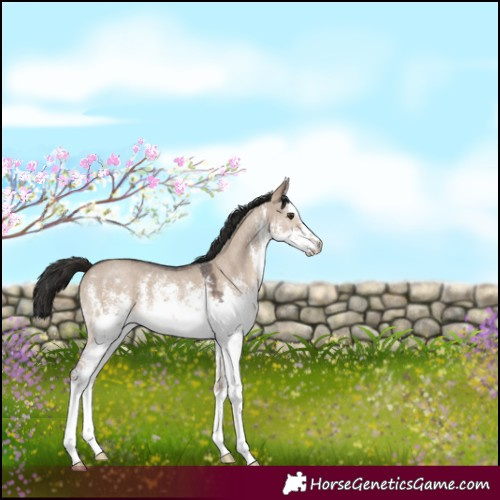 Horse Color:White Spotted Liver Red Dun Sabino Rabicano 