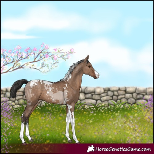 Horse Color:White Spotted Liver Red Dun Tobiano 