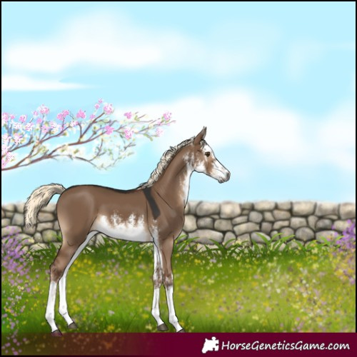 Horse Color:Gray White Spotted Liver Red Dun Mushroom 