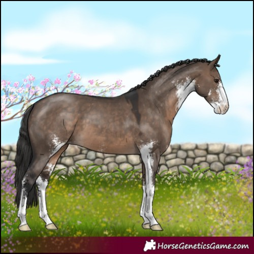 Horse Color:Brown Dun Sabino Appaloosa 