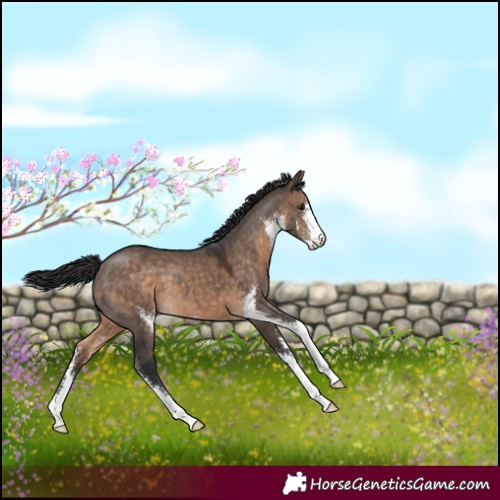 Horse Color:Brown Dun Sabino Appaloosa 