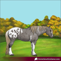 Horse Color:Smoky Grullo Mushroom Tobiano Appaloosa