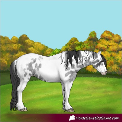 Horse Color:Blue Roan Tobiano Frame Near Leopard