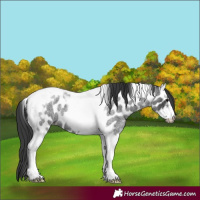 Horse Color:Blue Roan Tobiano Frame Near Leopard