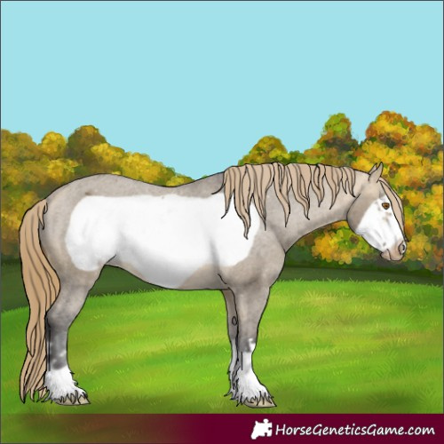 Horse Color:Buckskin Dun Mushroom Frame Appaloosa 