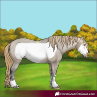 Horse Color:Buckskin Dun Mushroom Frame Appaloosa 
