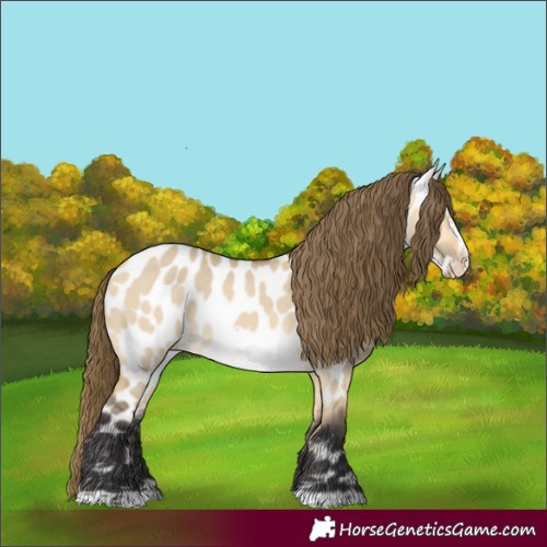 Horse Color:Buckskin Dun Frame Appaloosa 