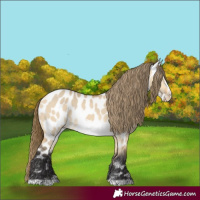 Horse Color:Buckskin Dun Frame Near Leopard 
