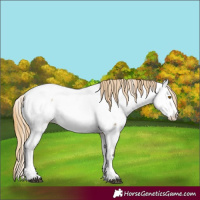 Horse Color:Buckskin Dun Mushroom Sabino Appaloosa