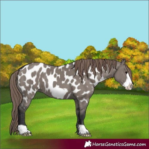 Horse Color:Grullo Mushroom Frame Near Leopard