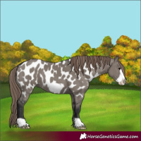 Horse Color:Grullo Mushroom Frame Appaloosa
