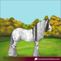 Horse Color:Grullo Roan Splash Appaloosa Rabicano