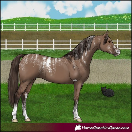 Horse Color:Powder White Liver Red Dun 