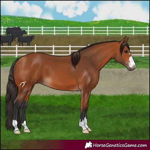 Horse Color:Bay 