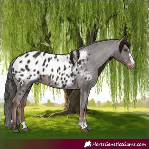 Horse Color:Liver Chestnut Appaloosa 