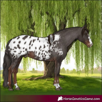 Horse Color:Liver Chestnut Blanket 