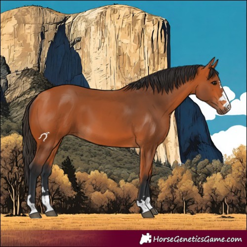 Horse Color:Bay 