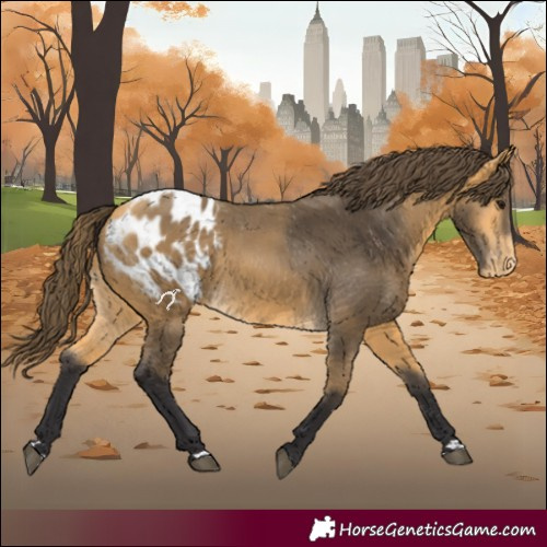 Horse Color:Buckskin Appaloosa 