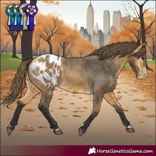 Horse Color:Buckskin Appaloosa 