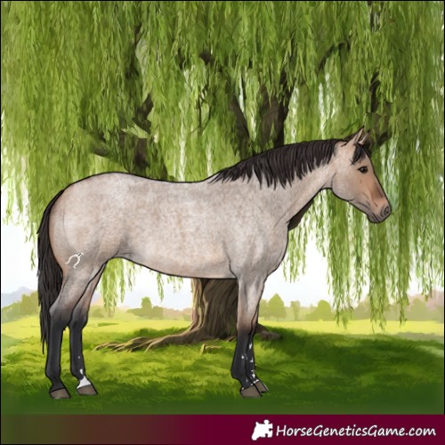 Horse Color:Bay Roan Dun 