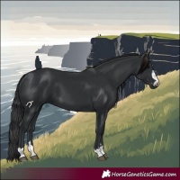 Horse Color:Black 