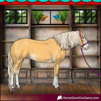 Horse Color:Palomino Splash 